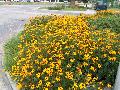 Orange Coneflower / Rudbeckia fulgida var. sullivantii 